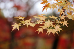 東山植物園　紅葉②