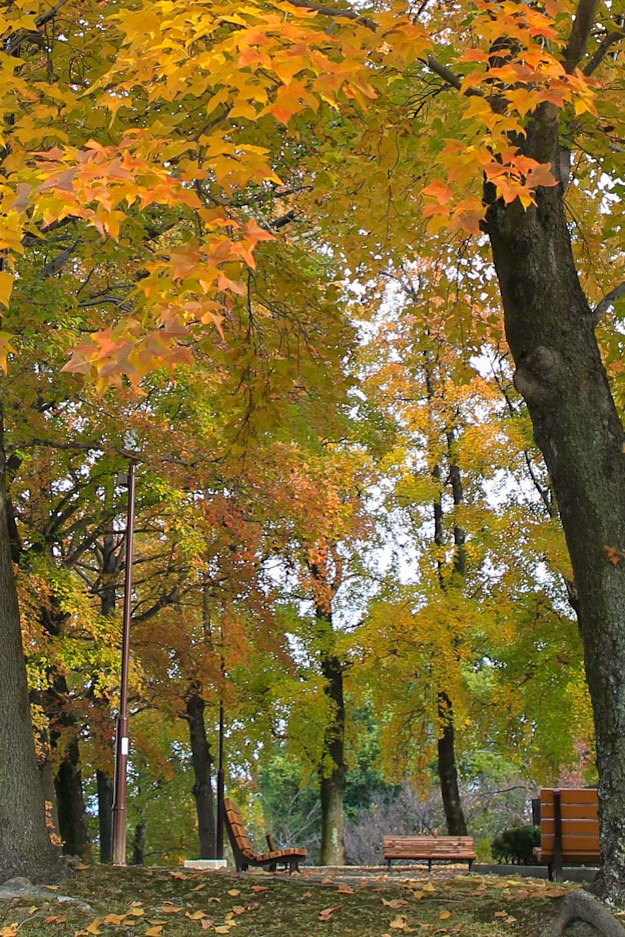 紅葉とベンチ　平和堂