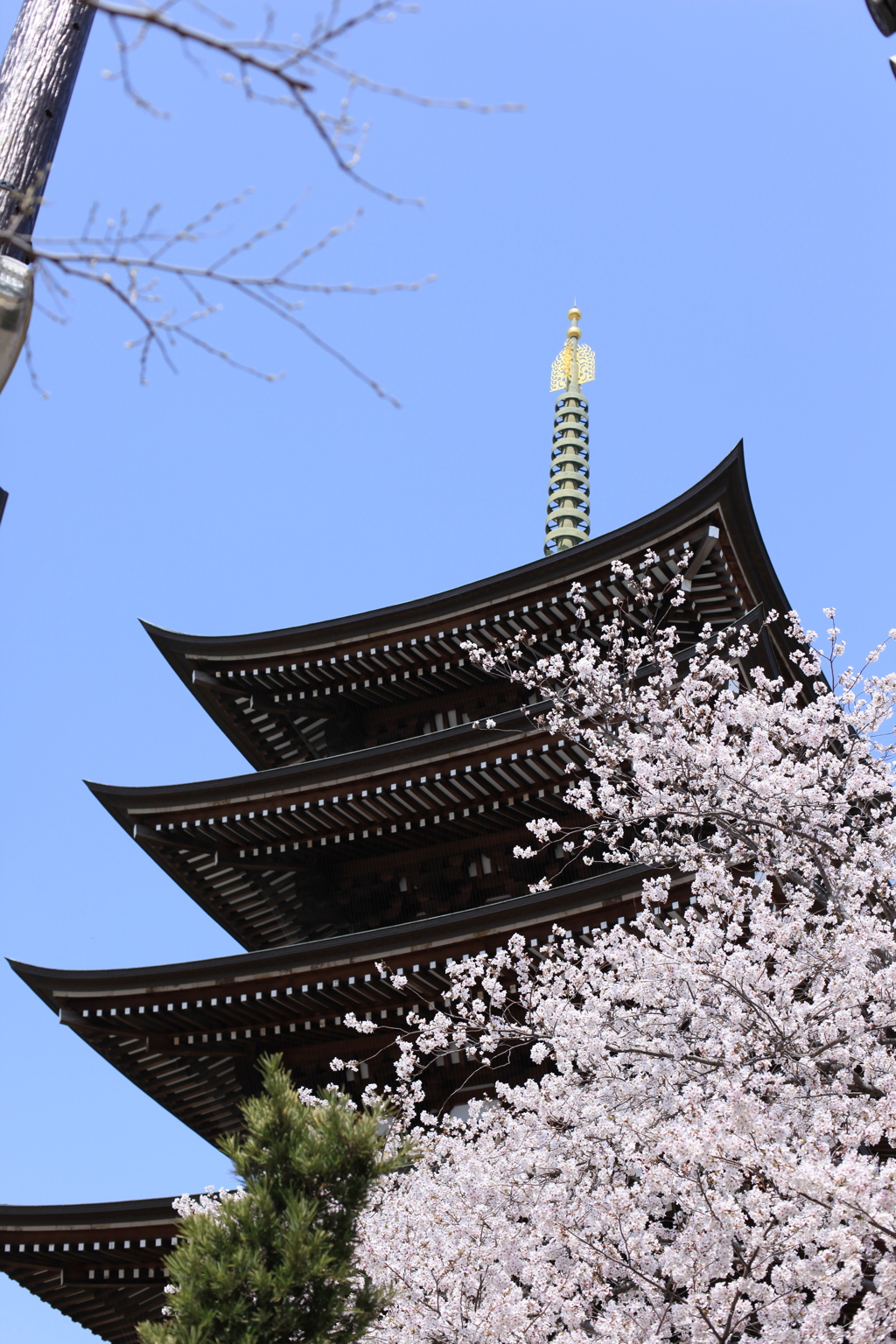 覚王山日泰寺の桜　その②