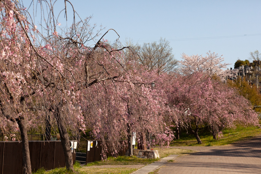 しだれ桜　猫洞池（ねこがほらいけ）のほとり