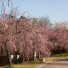 しだれ桜　猫洞池（ねこがほらいけ）のほとり