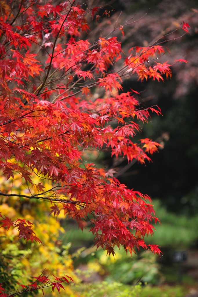 雨の紅葉　東山動植物園
