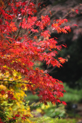 雨の紅葉　東山動植物園