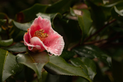 椿園　東山動植物園