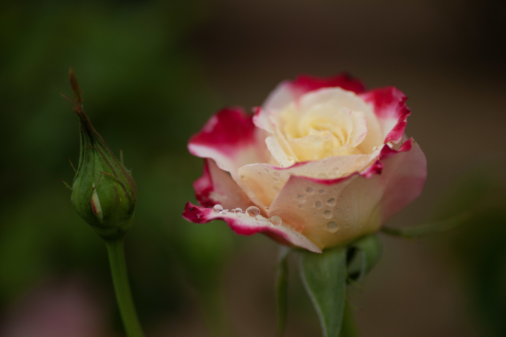 薔薇と水滴