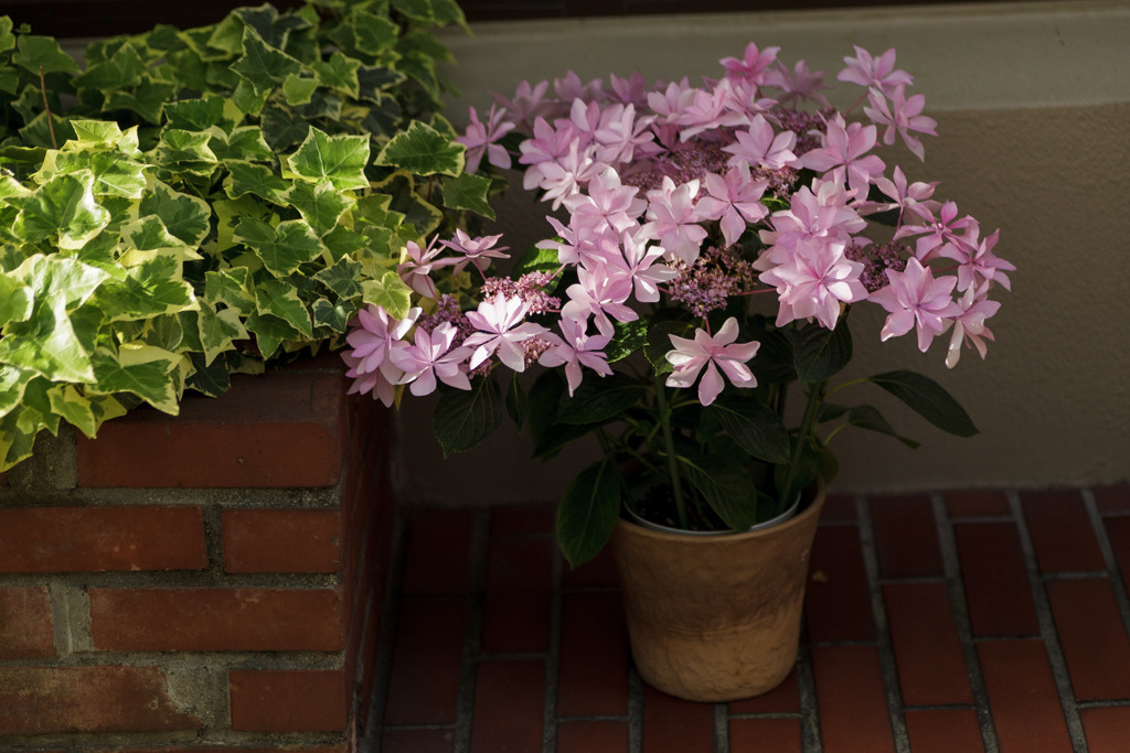 紫陽花　⑥　お店の紫陽花