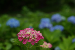紫陽花　㉙