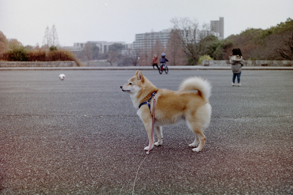 コロン君　フィルム