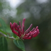 雨の植物園　その②