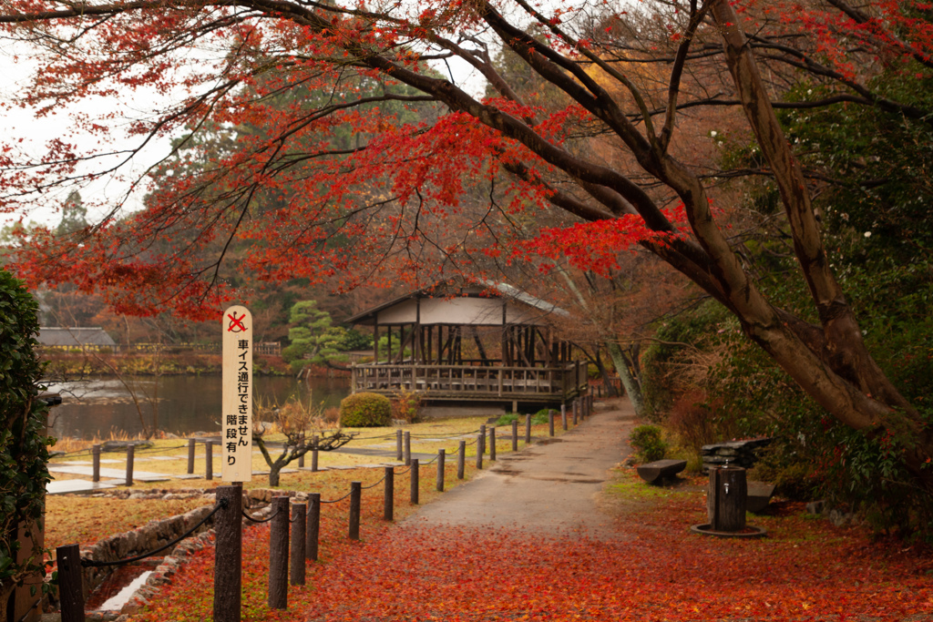 紅葉　東山動植物園　植物園エリア　