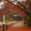 紅葉　東山動植物園　植物園エリア　