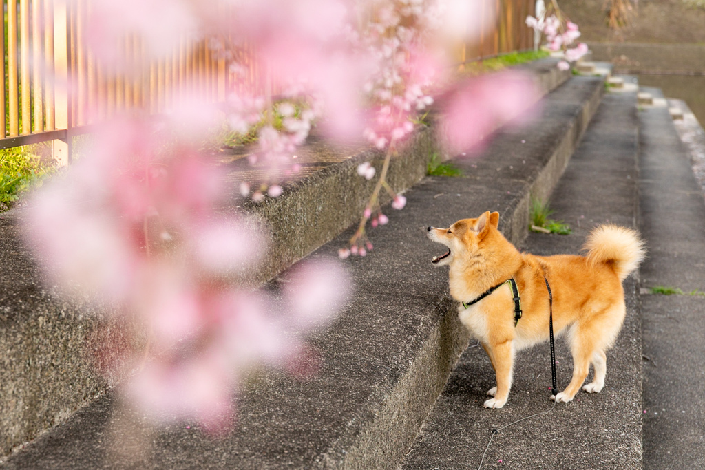 枝垂桜とコロン君