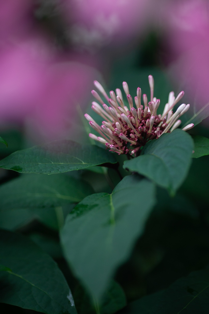 クレロデンドルム・クアドリロクラレ　冬の花火②