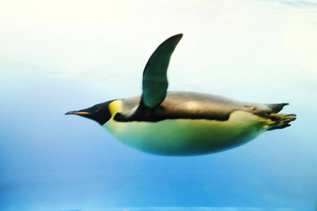 ペンギン　名古屋港水族館
