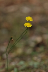 野菊？