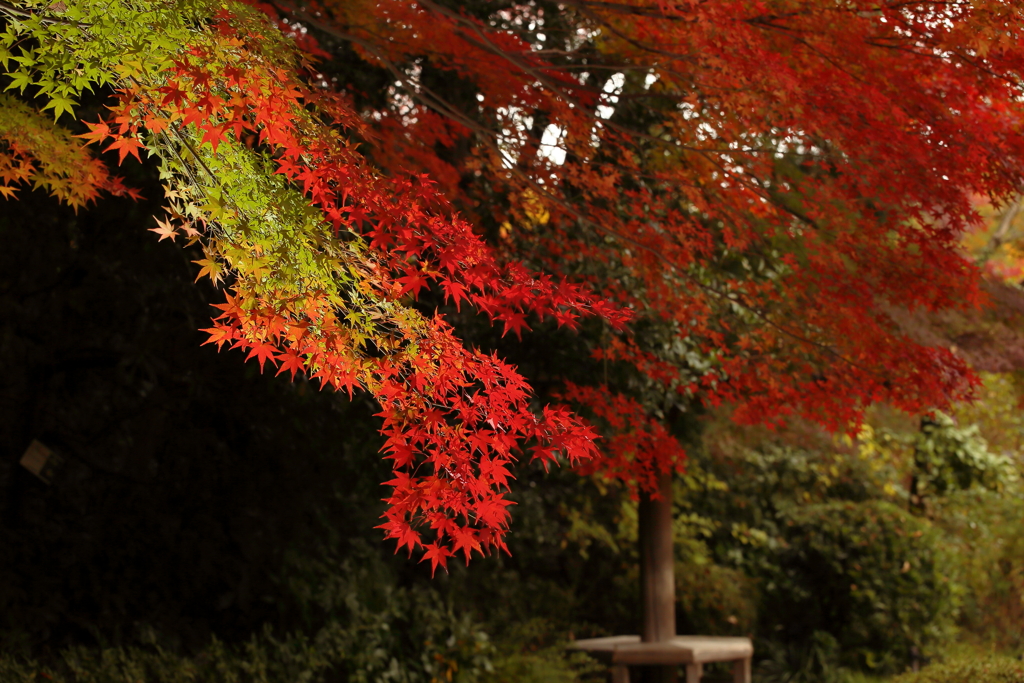 東山植物園　紅葉