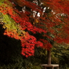 東山植物園　紅葉