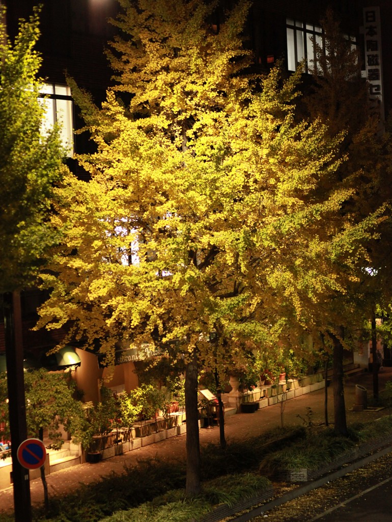 桜通りの銀杏　歩道橋より