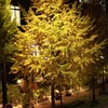 桜通りの銀杏　歩道橋より