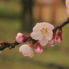 さくらシーズン開幕　その③