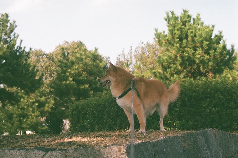コロン君　フィルム　CANON F-1　その②
