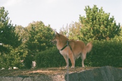 コロン君　フィルム　CANON F-1　その②