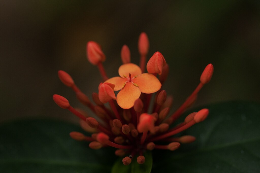 サンタンカ　植物園にて