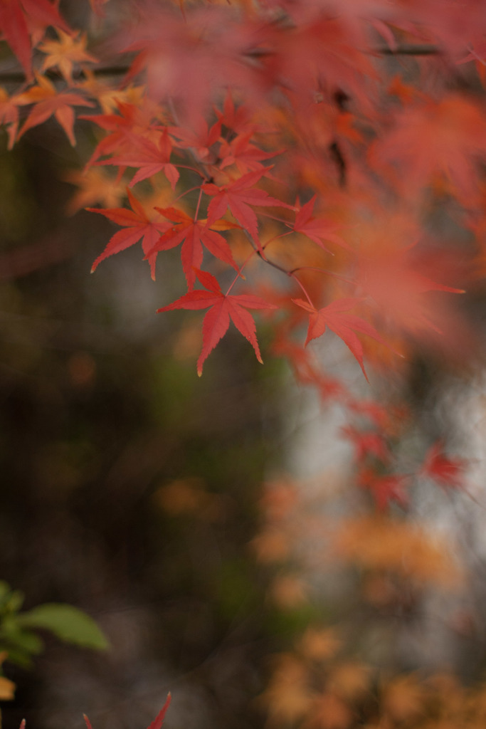 紅葉　オールドレンズ