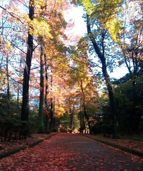 紅葉　スマホ撮影