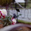 東山動植物園　ローズガーデン　薔薇と鉄柵