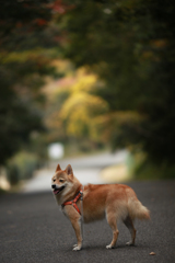 トンネルの向こうが紅葉です