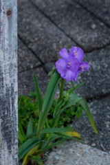 道端のお花
