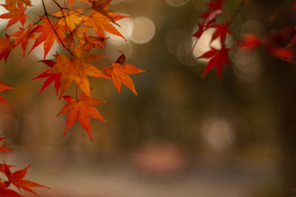 紅葉とベンチ・・・　オールドレンズ