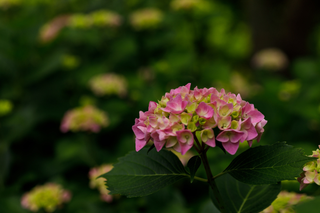 紫陽花　⑮