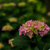 紫陽花　⑮