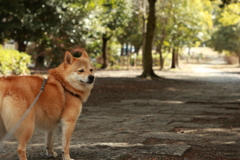 コロン君　平和公園　散歩道