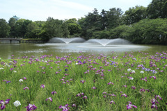 花しょうぶと噴水　ちょこっと名古屋城