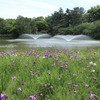 花しょうぶと噴水　ちょこっと名古屋城