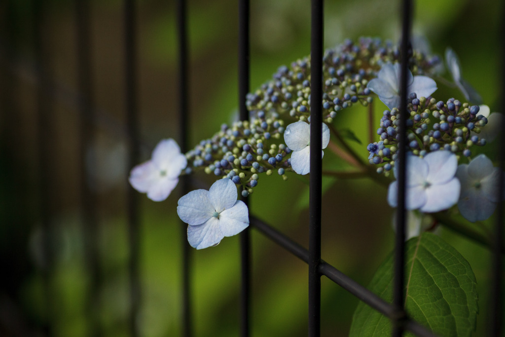 紫陽花　⑦　柵越しのあじさい