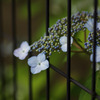 紫陽花　⑦　柵越しのあじさい