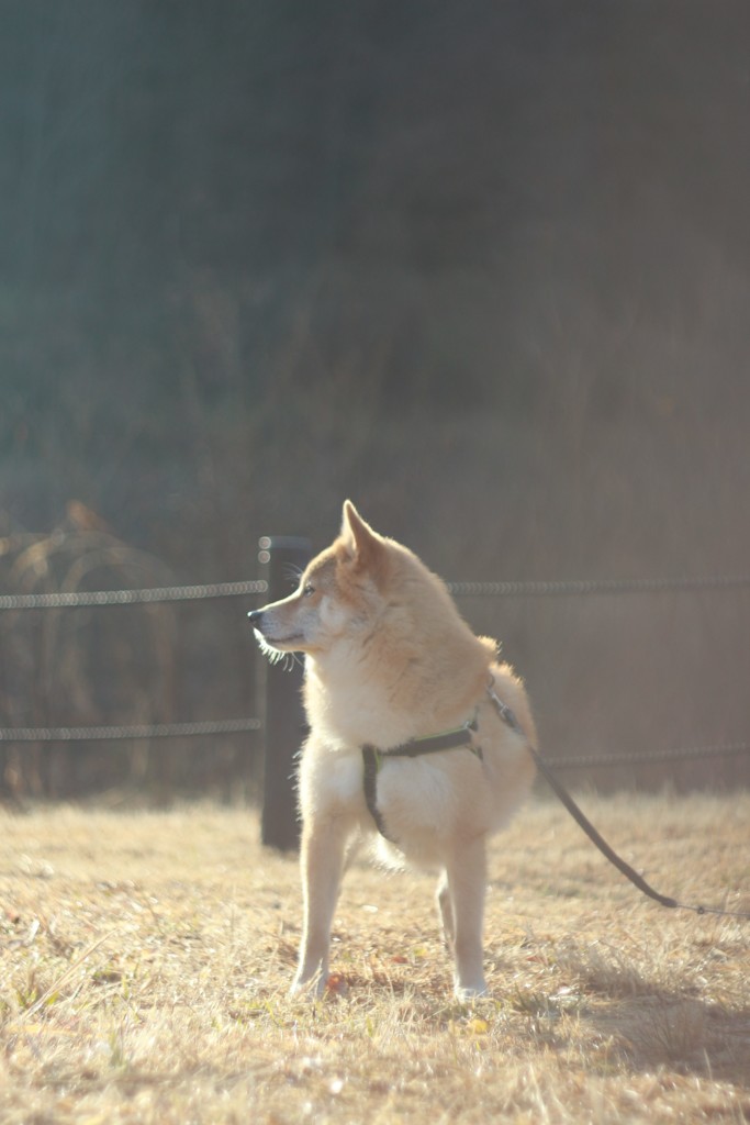 コロン君　朝もやの中