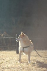 コロン君　朝もやの中