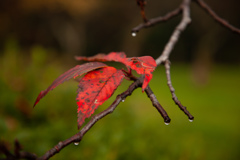 紅葉　朝のお散歩