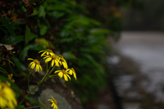 黄色　雨の東山植物園