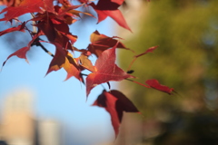 出勤途中の紅葉　その②