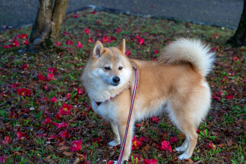 山茶花とコロン君