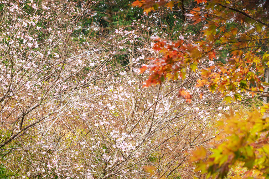 四季桜