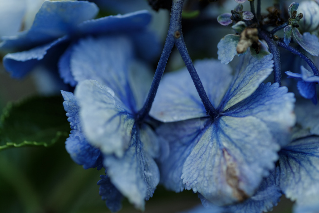 紫陽花　㊼