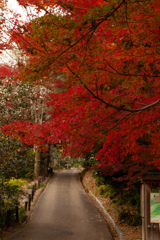 やっと赤くなったね　東山植物園