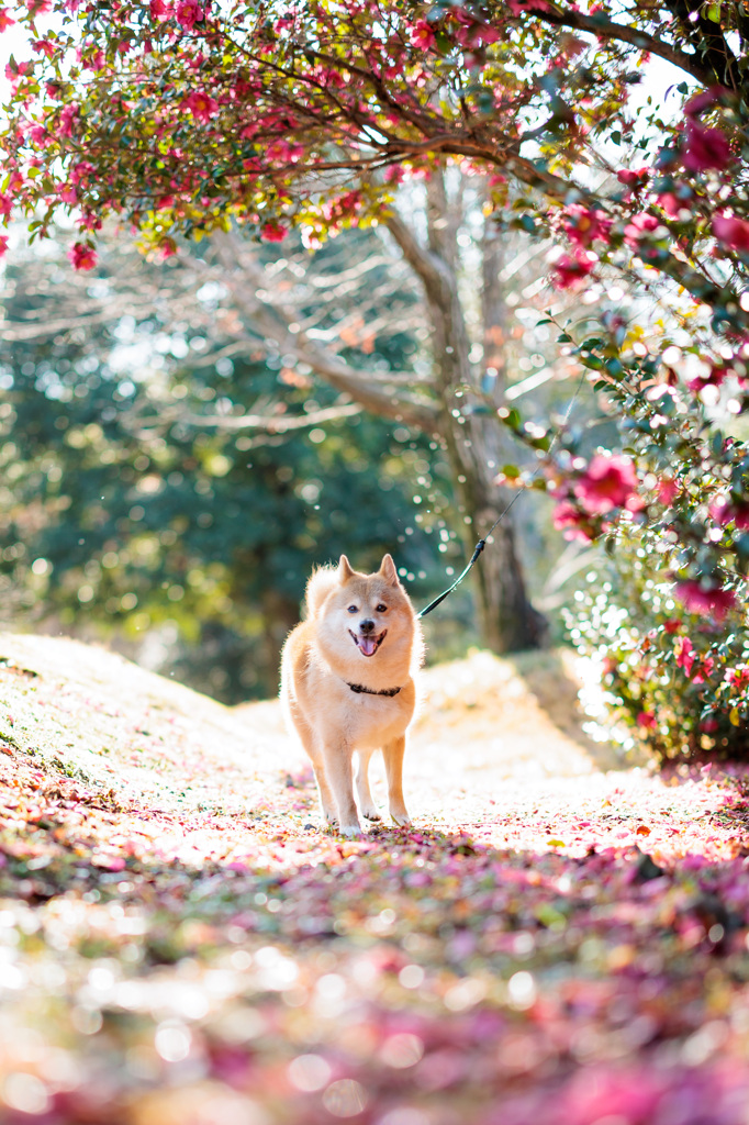 山茶花ロード　